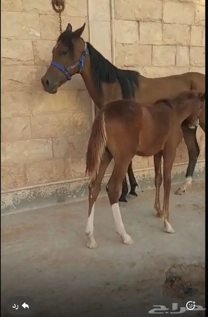 اللبيع حصان عربي 8