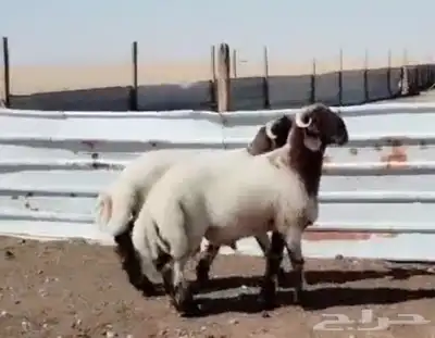 للبيع مشاريع فحول جذعان نوادررر معرفه 0