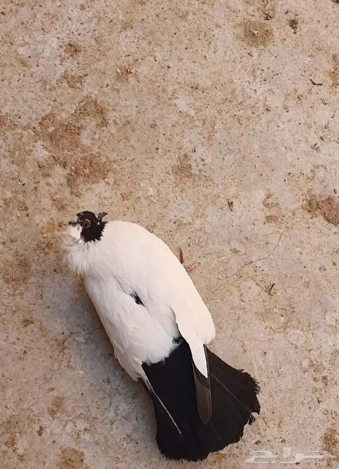 لتبني انثي حمام سوداني فيها ابو رقبه 2