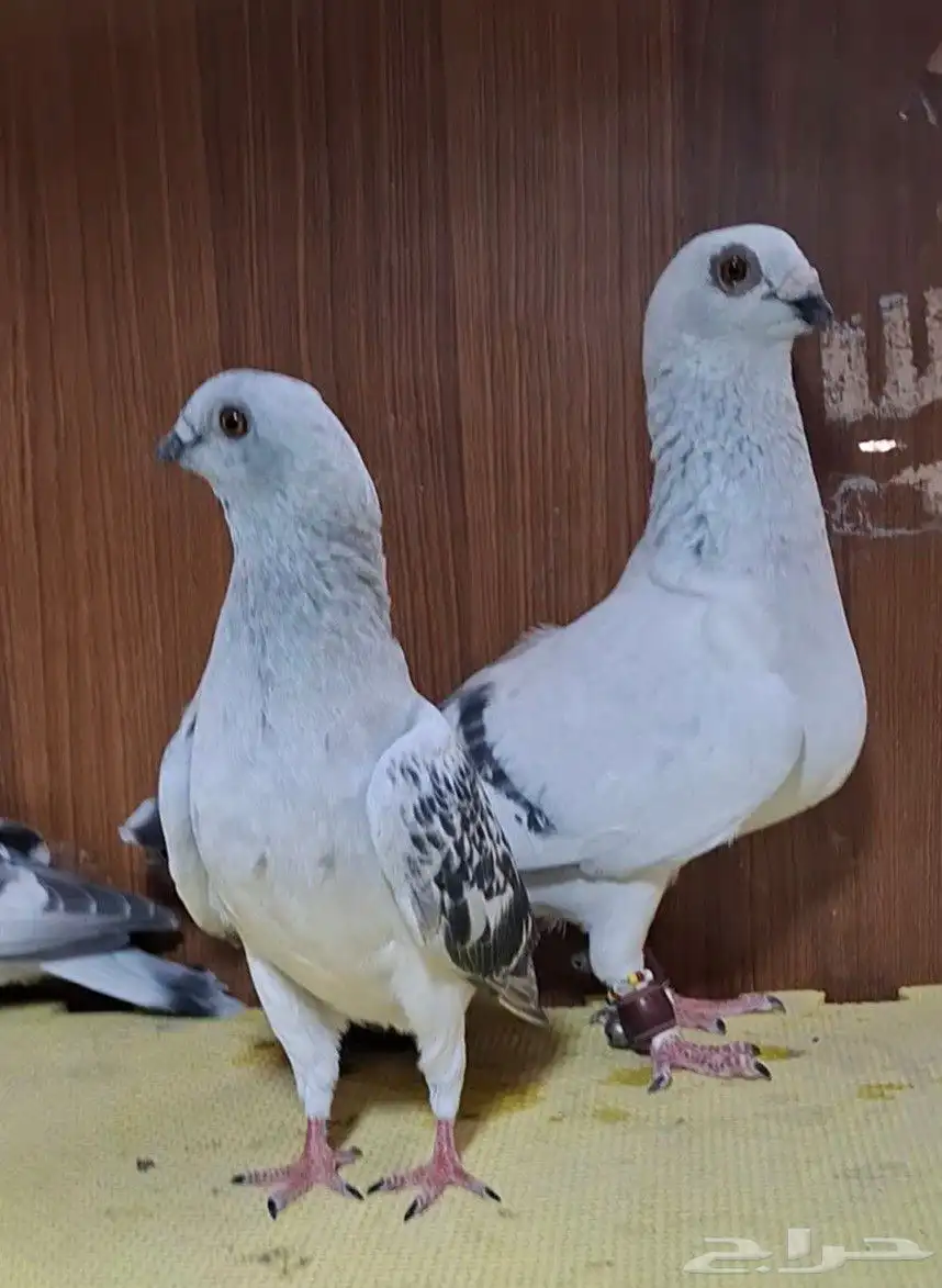 للبيع جوز بوز عمري شامي 2