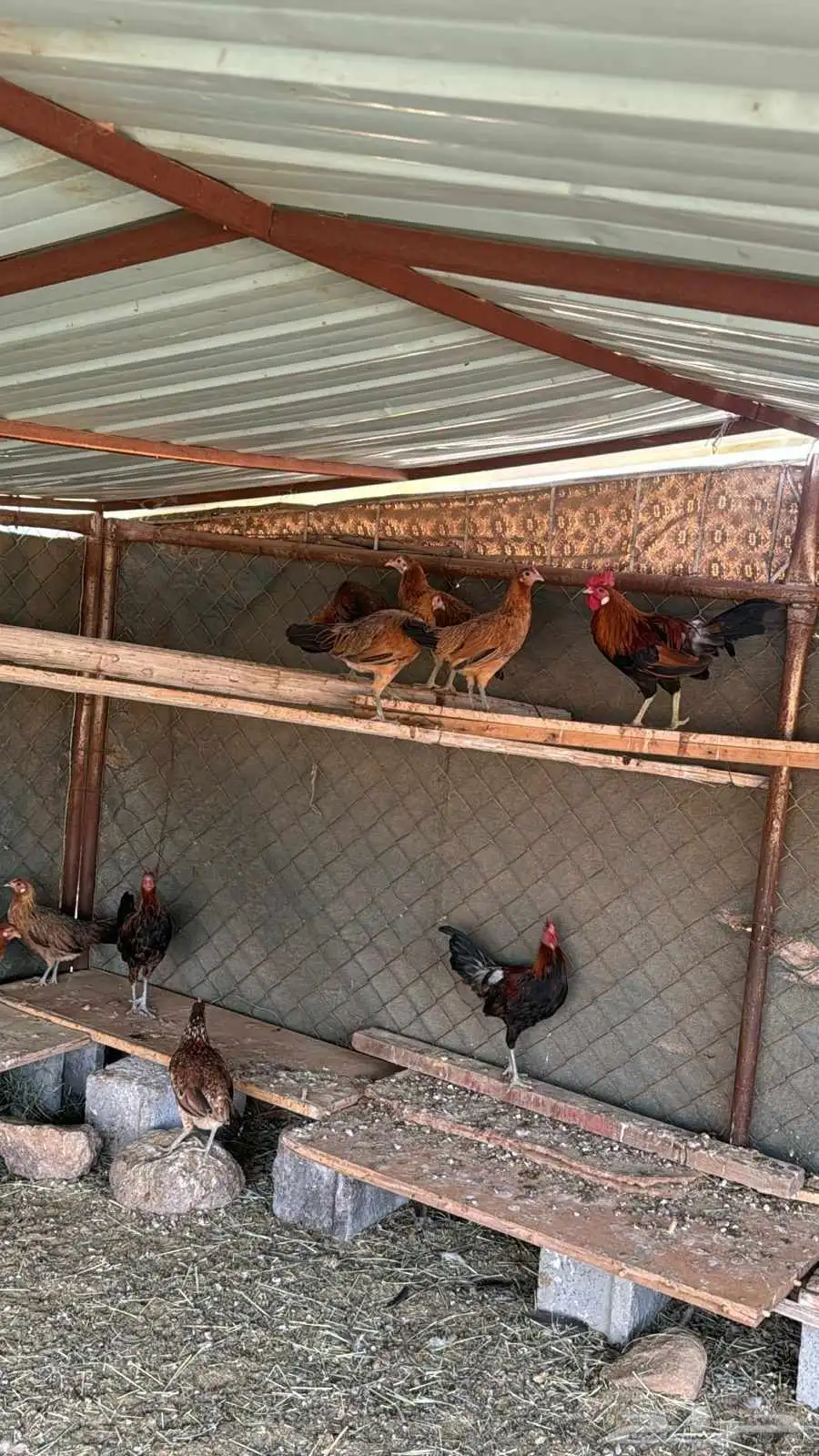 دجاج عربي 1