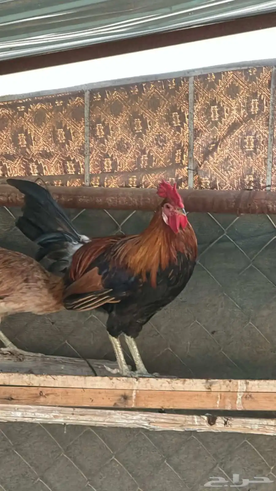 دجاج عربي 2