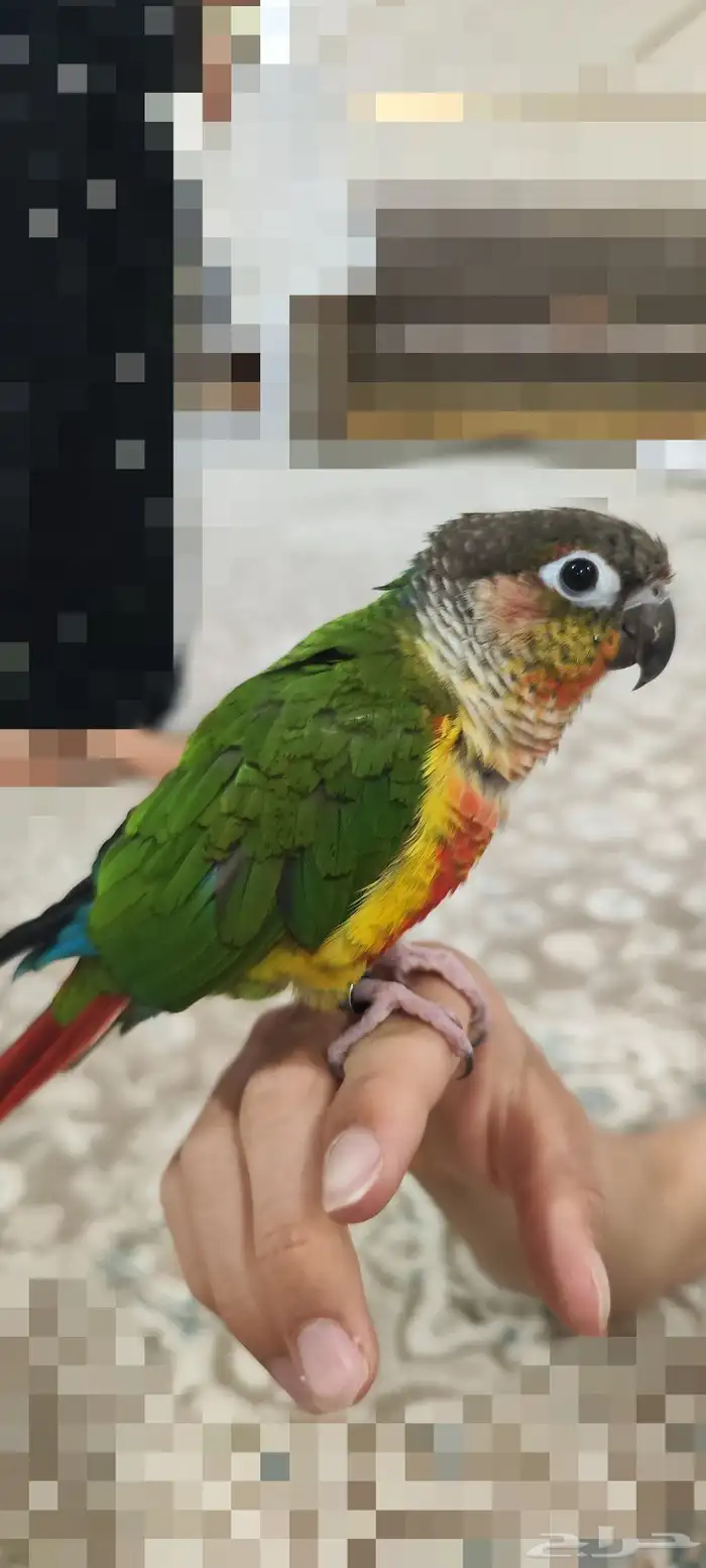 طير الكنيور 0