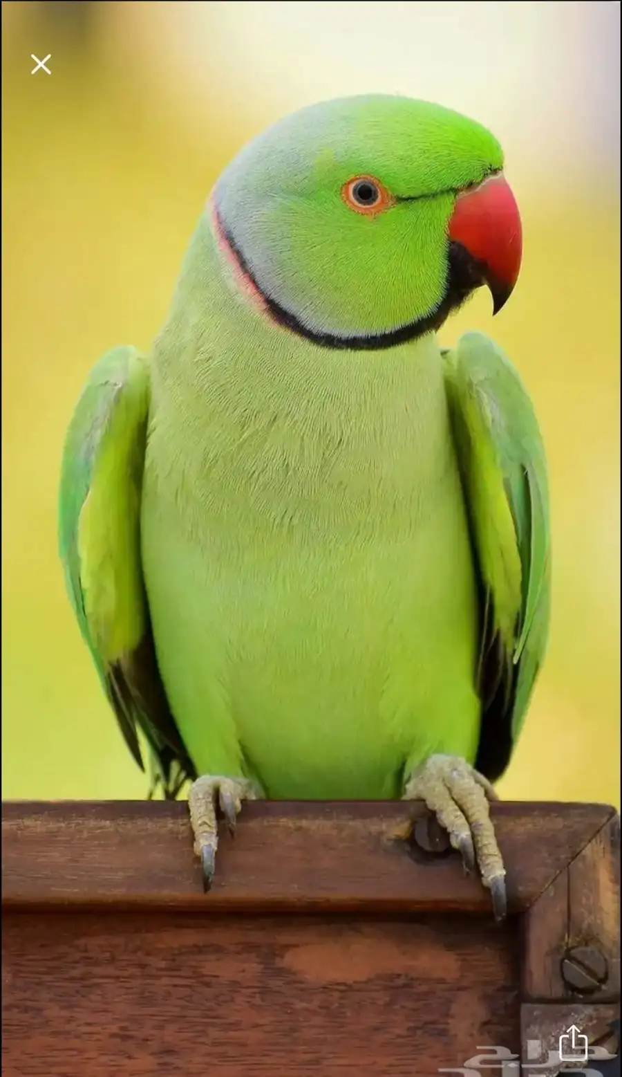 زوج درة 0