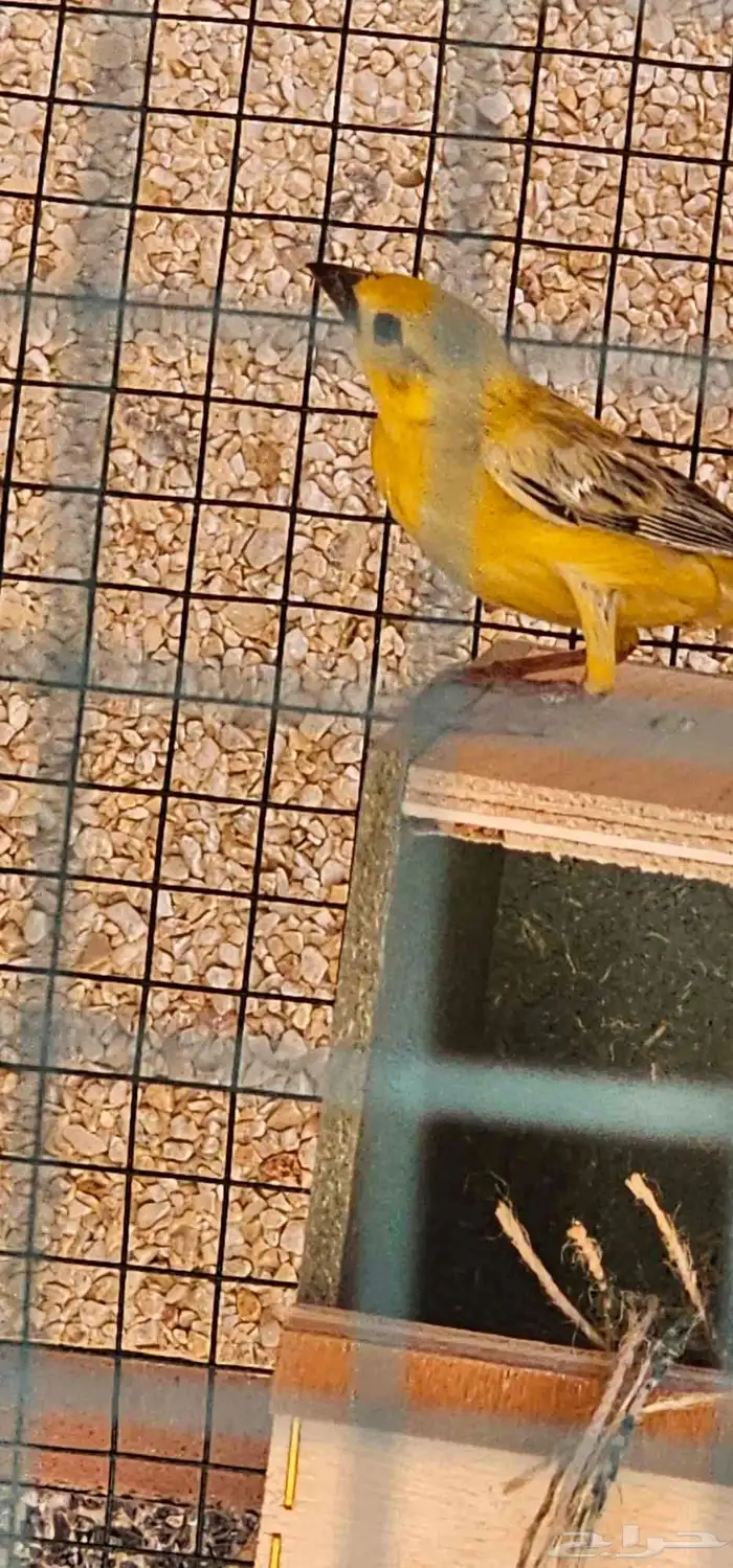 للبيع جوز طيور صغيره 2