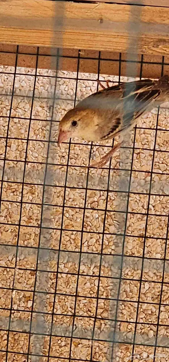 للبيع جوز طيور صغيره 1