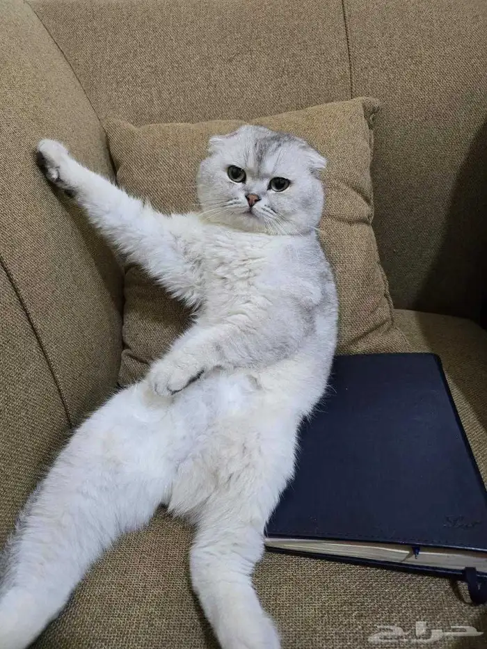 ذكر سكوتش تربل فولد بيور ( تم البيع ) 2