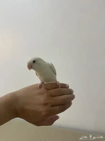 ببغاء روز أليف وهدد 1