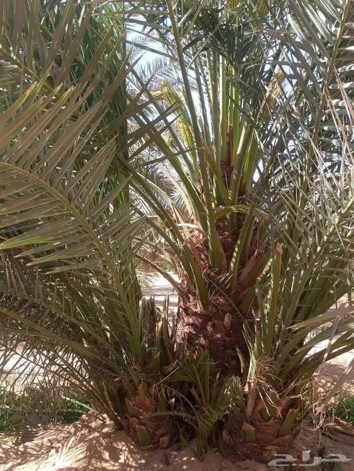 صفاوي فسائل نخل صفاوي العدد 700 4