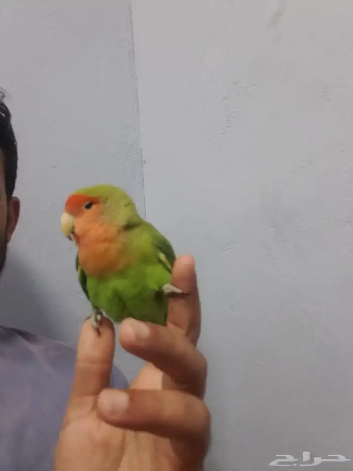ببغاء للبيع الدمام حي الروضه 0