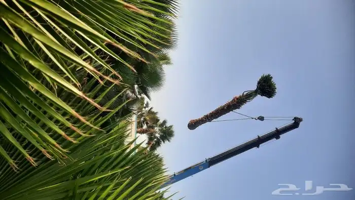 نخيل واشنطني أمريكي زينه 1