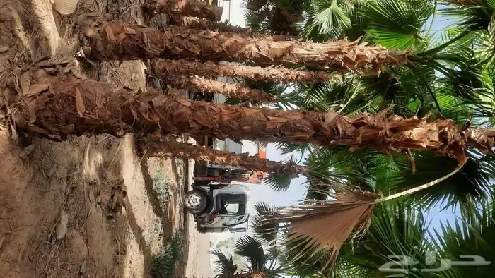 نخيل واشنطني أمريكي زينه 3