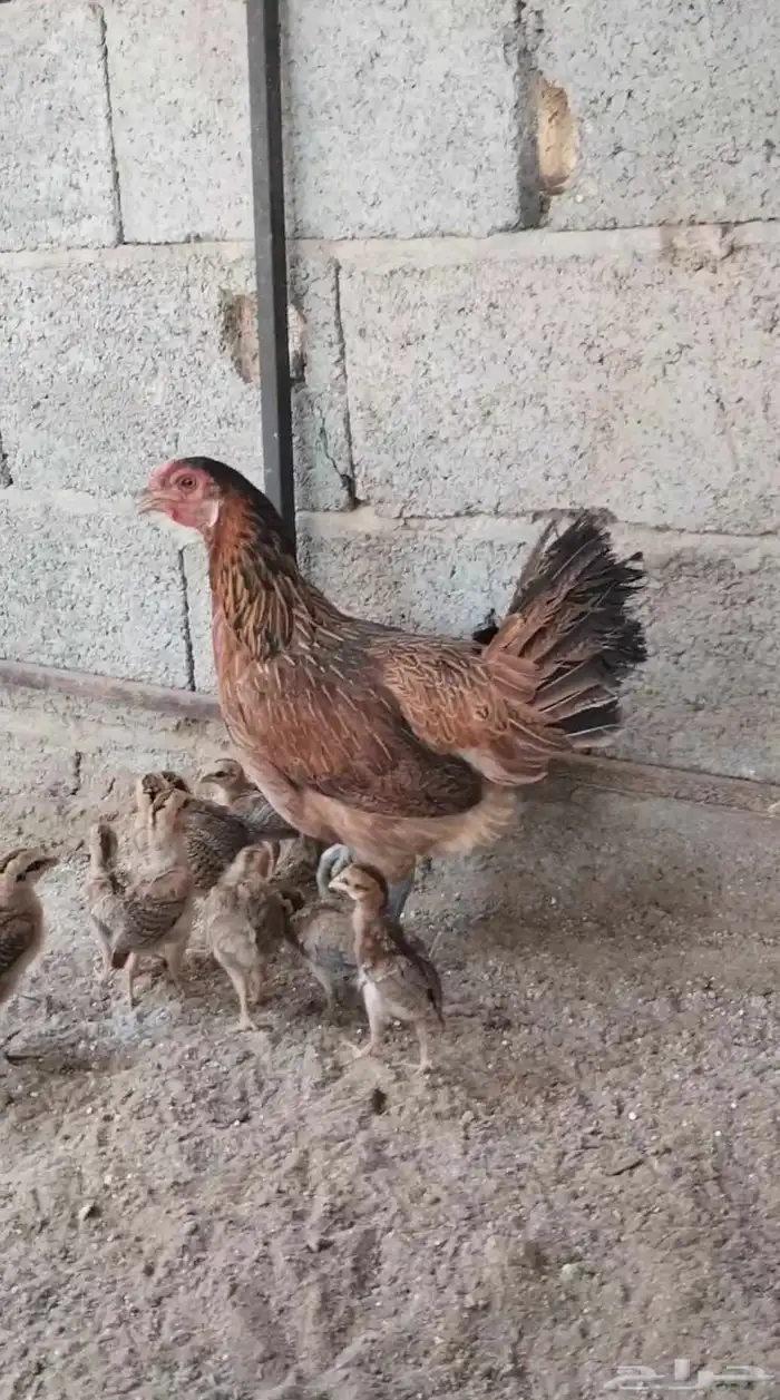 دجاجة بلدي عربي فري تم تم تم البيع 1