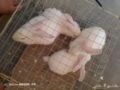 أرانب فرنسي عمر 3شهور 1
