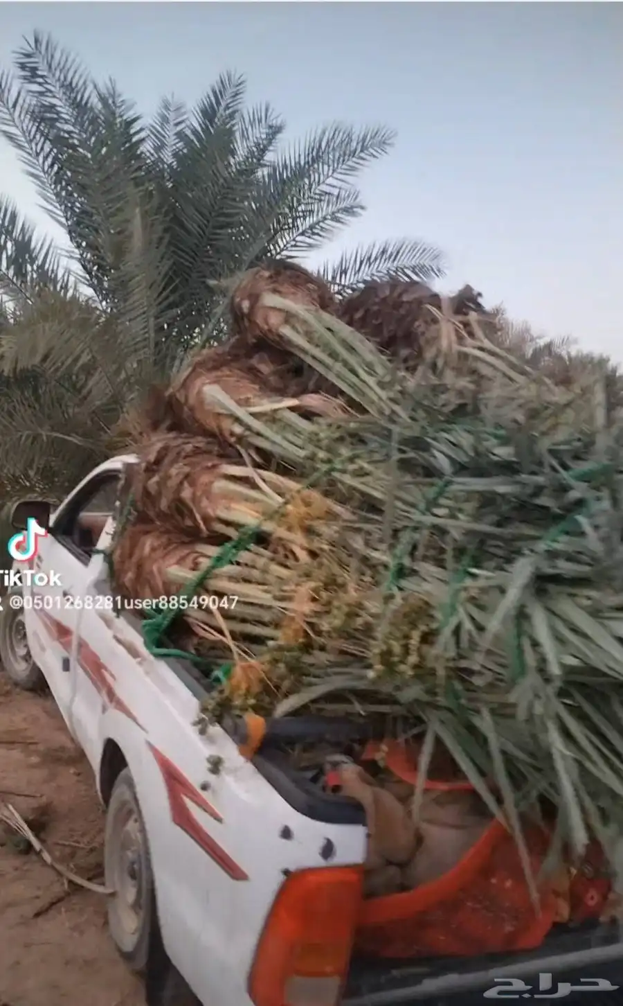يوجد لي 23نخله منها 9نبوت سيف 13 اخلاص و1منيفي 4