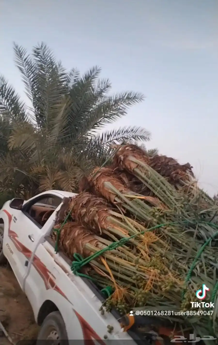 يوجد لي 23نخله منها 9نبوت سيف 13 اخلاص و1منيفي 3