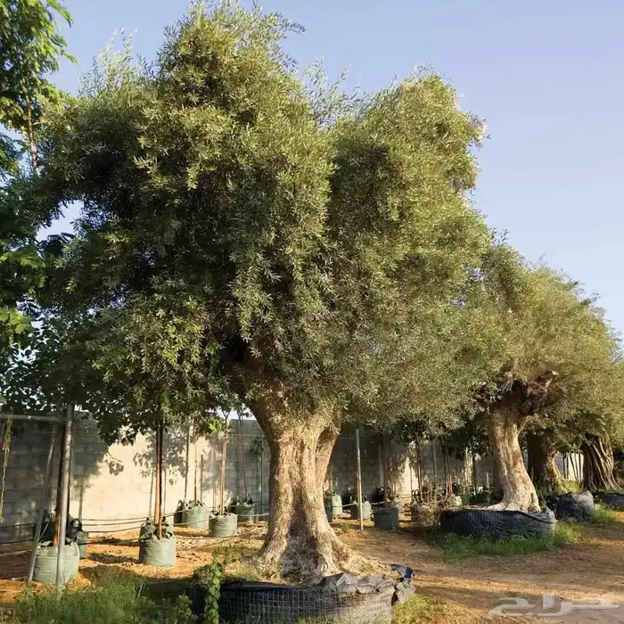 يوجد لدينا زيتون معمر مثمر جميع الأحجام ويوجد وسط ويوجد شتلا 3