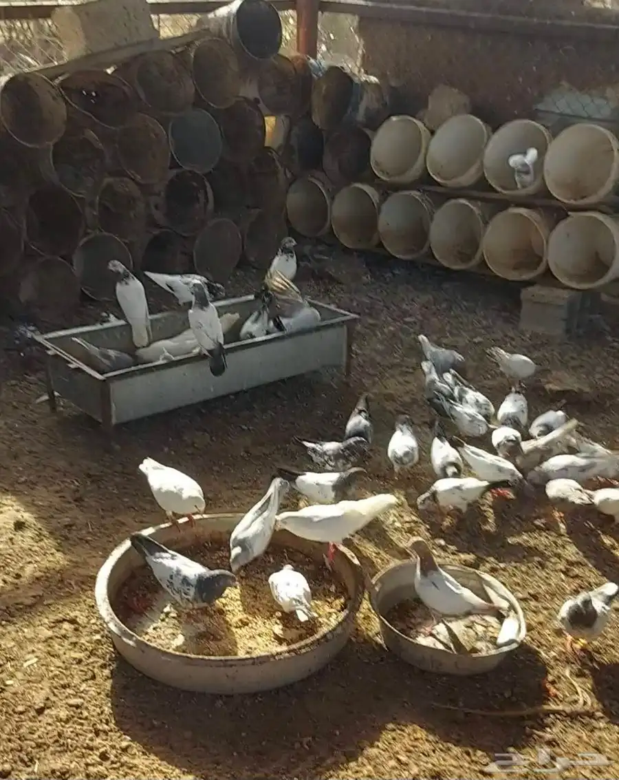 طبات هندي 0