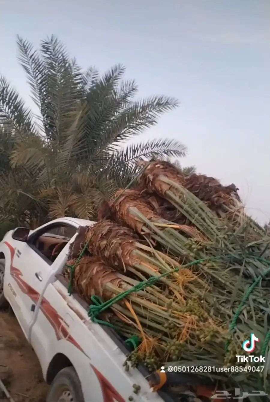 يوجد لي 23نخله منها 9نبوت سيف 13 اخلاص و1منيفي 1