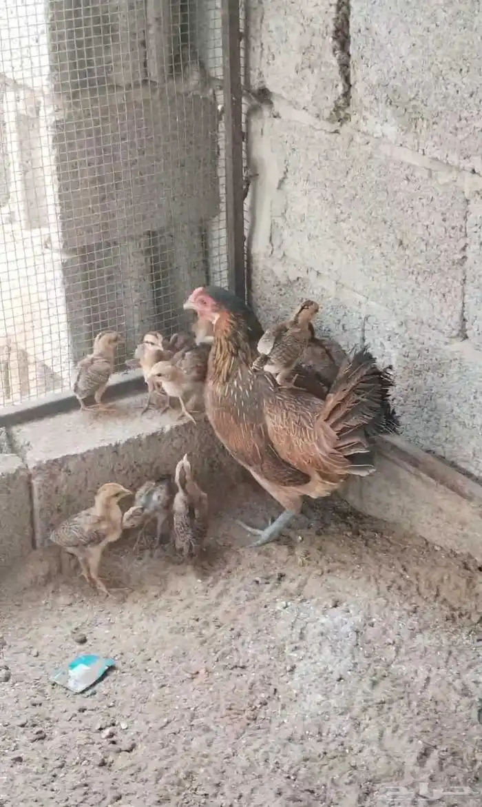 دجاجة بلدي عربي فري تم تم تم البيع 5