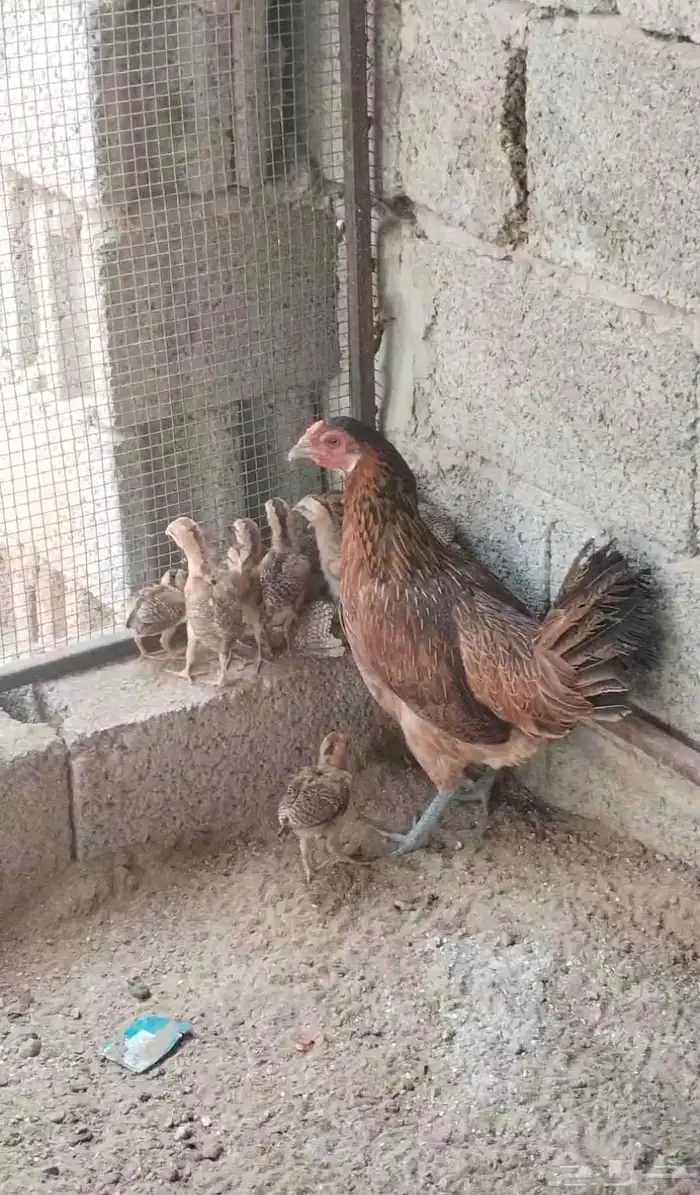 دجاجة بلدي عربي فري تم تم تم البيع 3