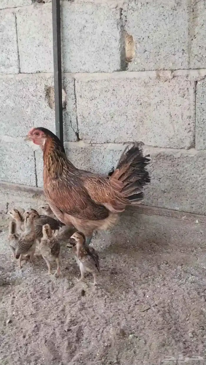دجاجة بلدي عربي فري تم تم تم البيع 6