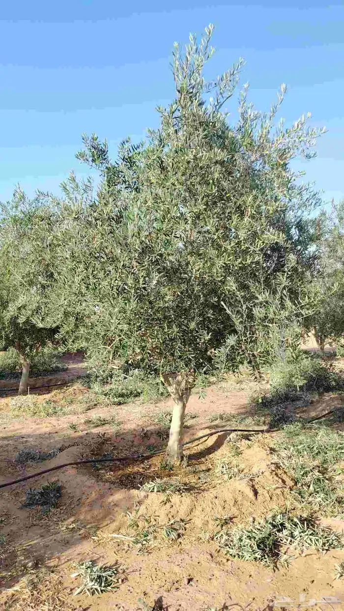 يوجد لدينا زيتون معمر مثمر جميع الأحجام ويوجد وسط ويوجد شتلا 6