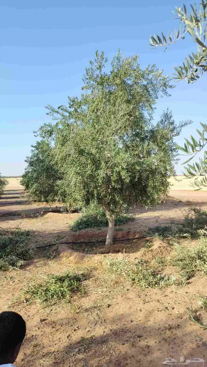 يوجد لدينا زيتون معمر مثمر جميع الأحجام ويوجد وسط ويوجد شتلا 7
