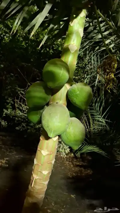 منتجات الأحساء (بصل.ثوم .بامية. ليمون.رطب .تمر مانجو .توت 9