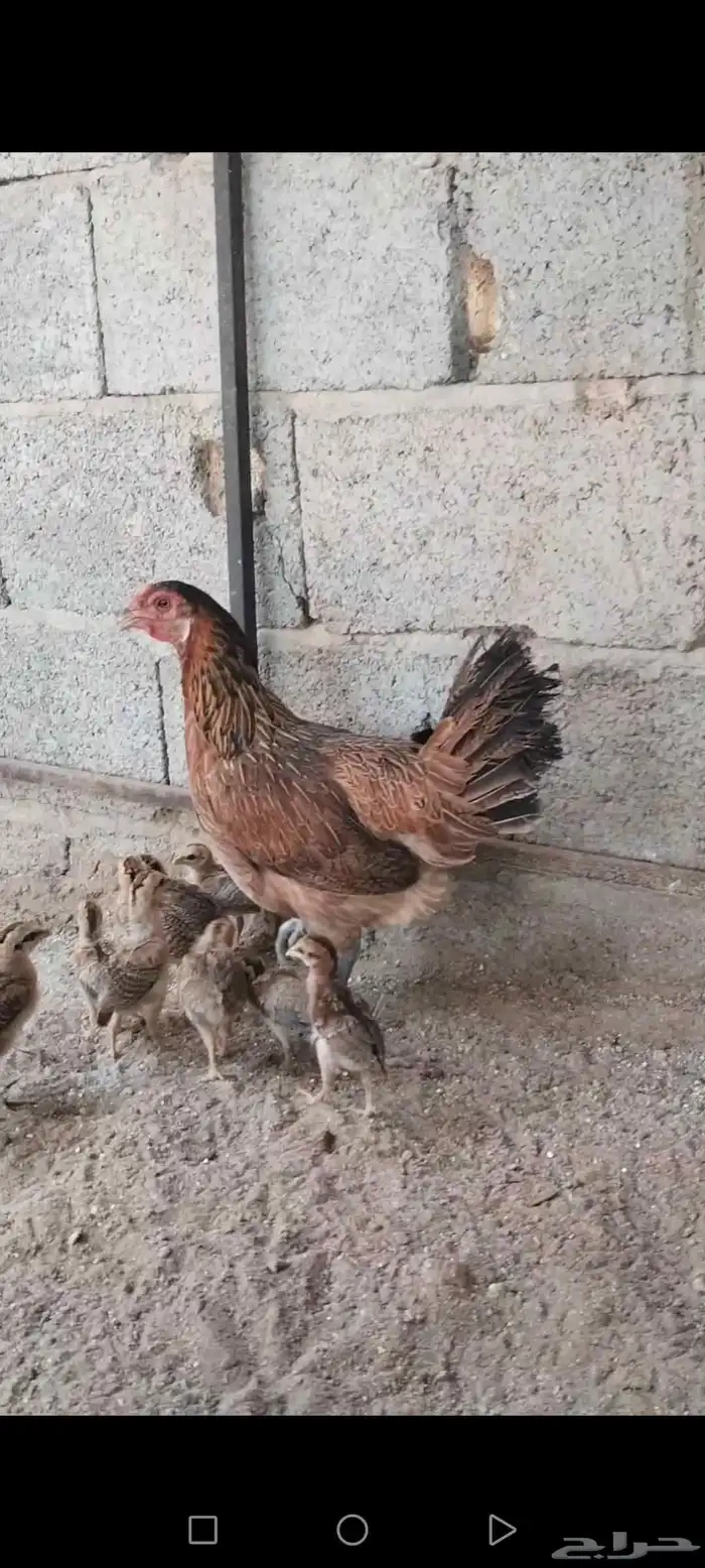دجاجة بلدي عربي فري تم تم تم البيع 7