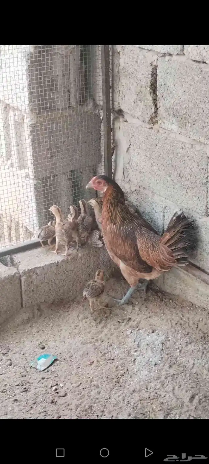 دجاجة بلدي عربي فري تم تم تم البيع 0
