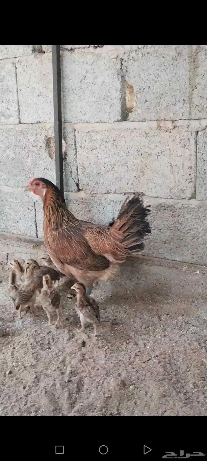 دجاجة بلدي عربي فري تم تم تم البيع 2