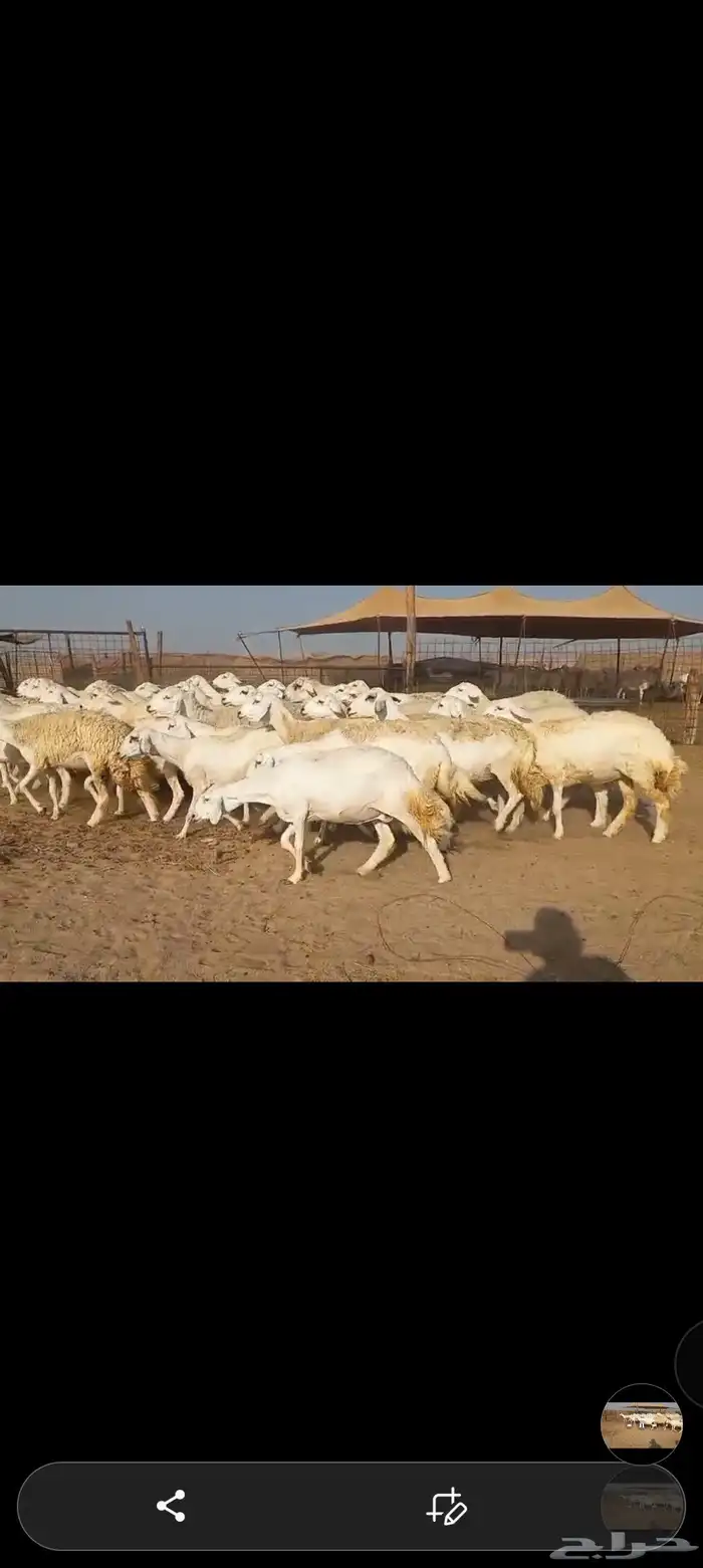 ماشاء الله تبارك الله نعرض لكم ضان صنف 3