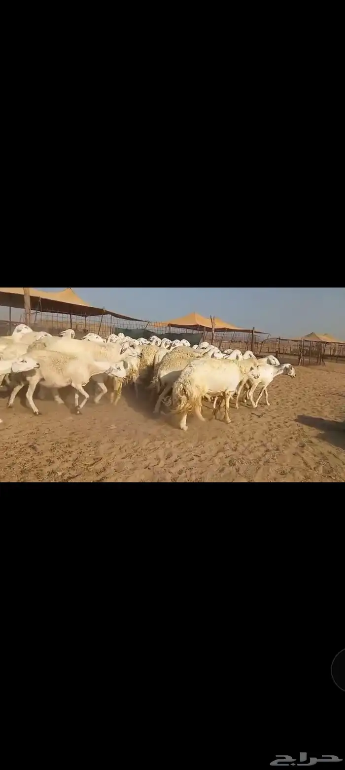 ماشاء الله تبارك الله نعرض لكم ضان صنف 1