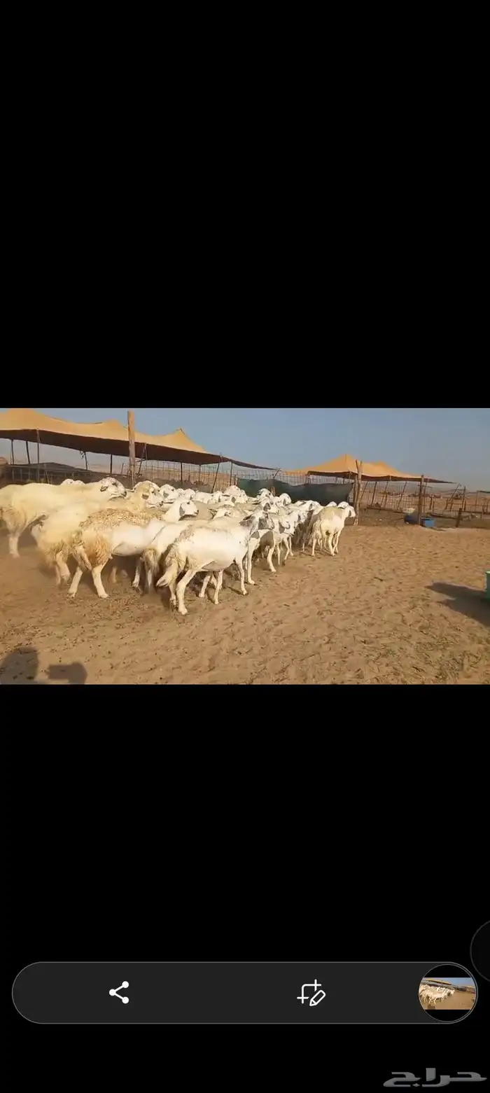 ماشاء الله تبارك الله نعرض لكم ضان صنف 2