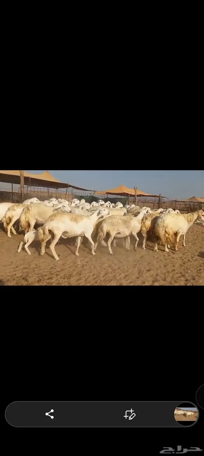 ماشاء الله تبارك الله نعرض لكم ضان صنف 0