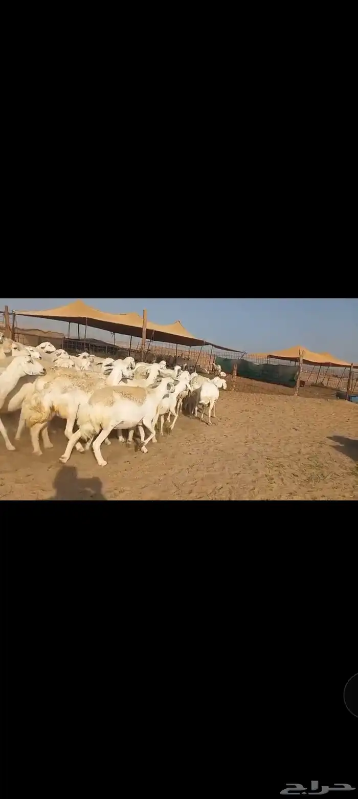 ماشاء الله تبارك الله نعرض لكم ضان صنف 5