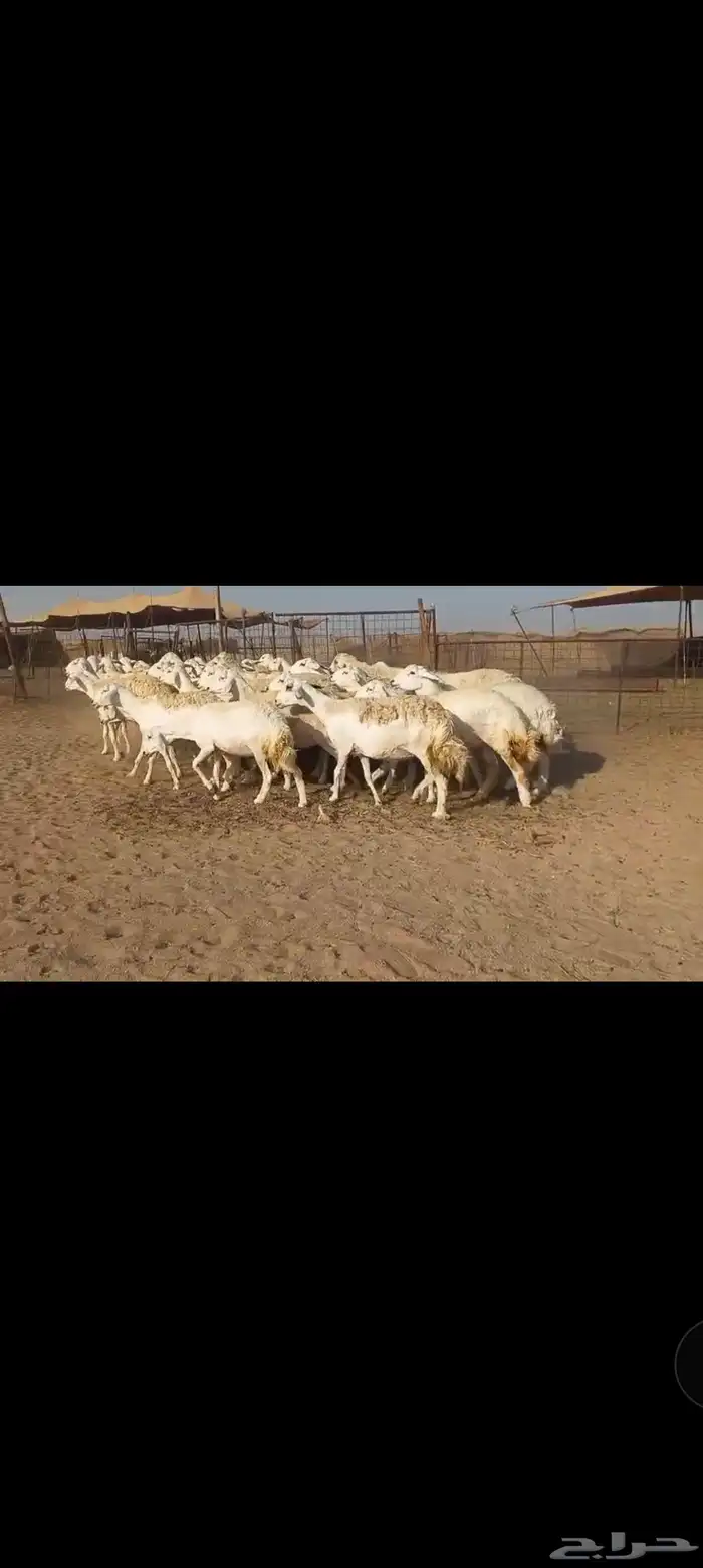 ماشاء الله تبارك الله نعرض لكم ضان صنف 4