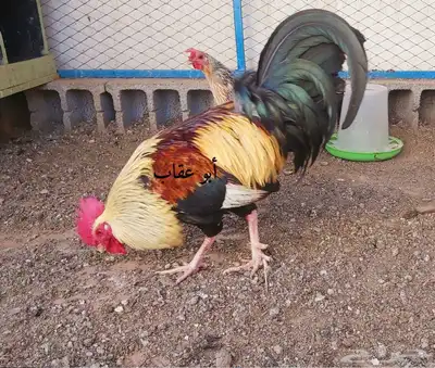 بيض دجاج عربي ترثه 0