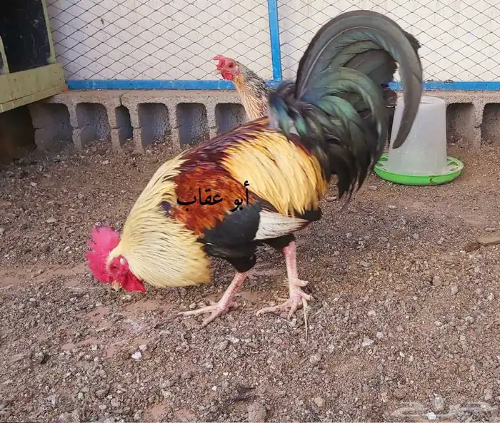 بيض دجاج عربي ترثه 0