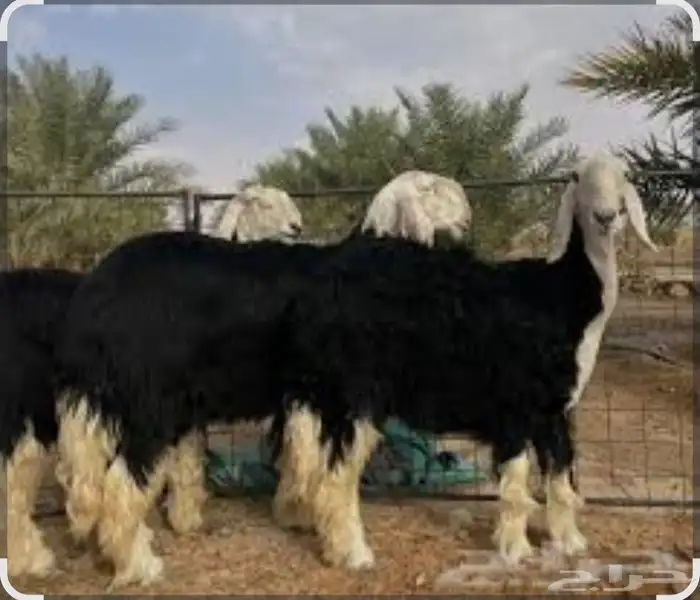 ذبيحتك ياصل لبيتك 2