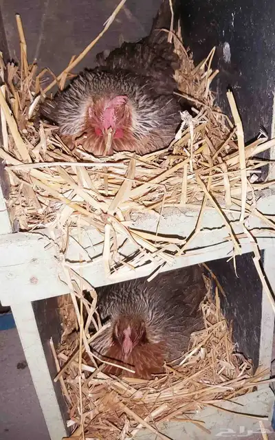 بيض دجاج عربي ترثه 4