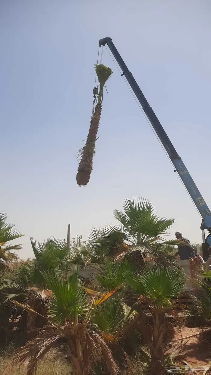 نخيل واشنطني أمريكي زينه 0