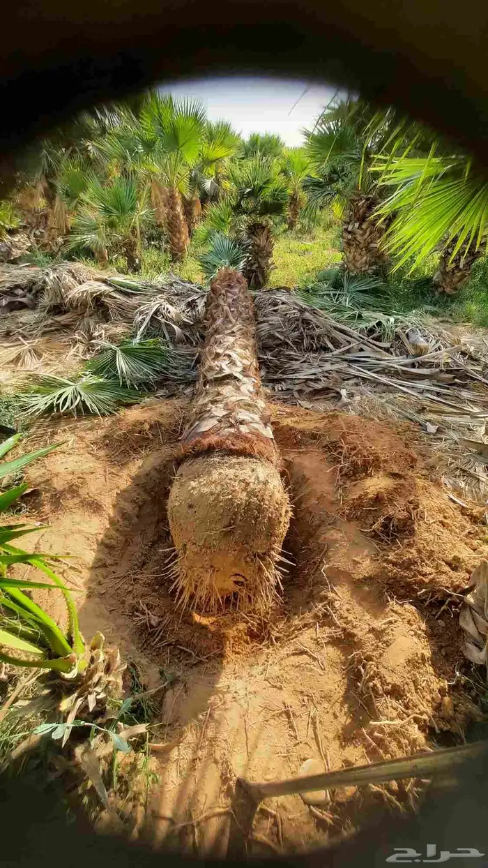 نخيل واشنطني أمريكي زينه 5