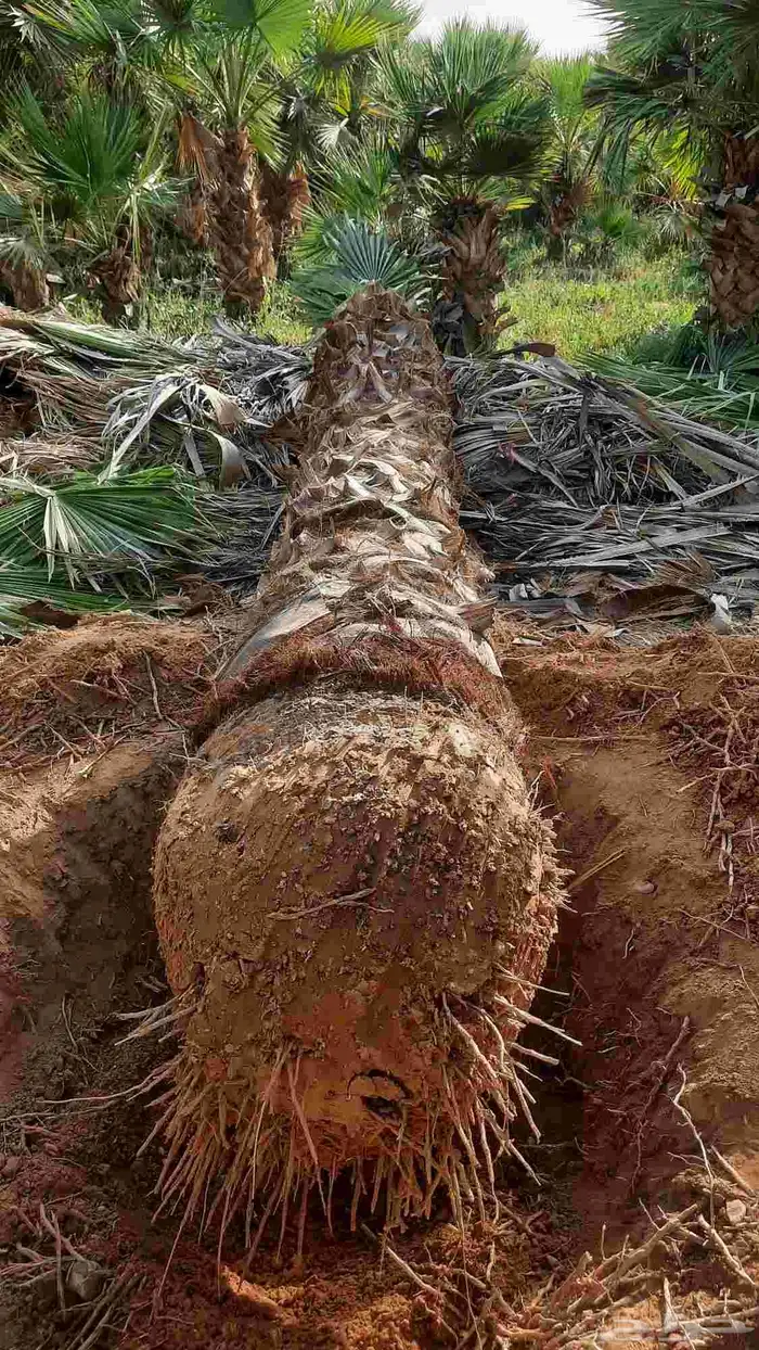 نخيل واشنطني أمريكي زينه 4