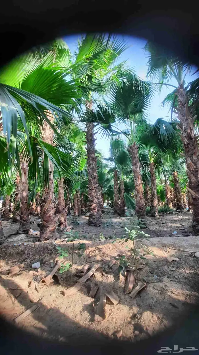 نخيل واشنطني أمريكي زينه 2