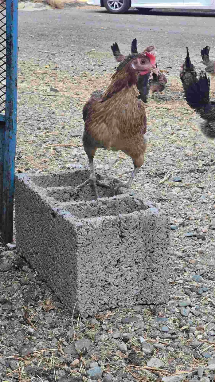 طقم دجاج عربي 13
