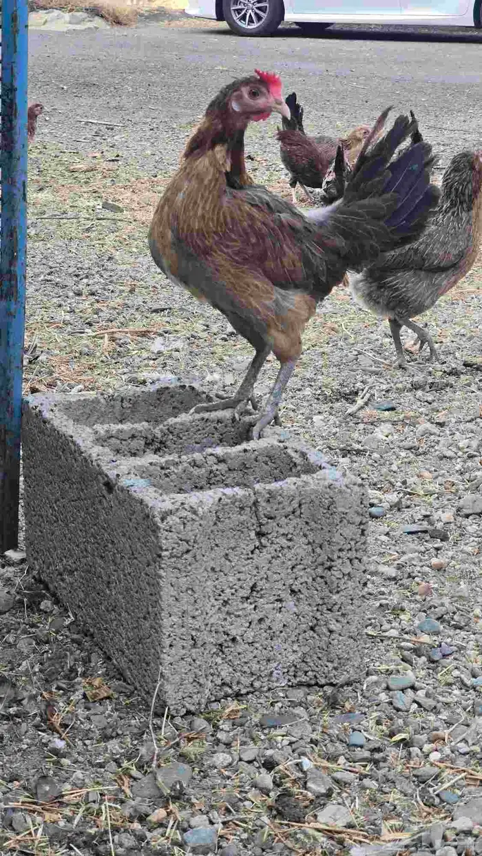 طقم دجاج عربي 12