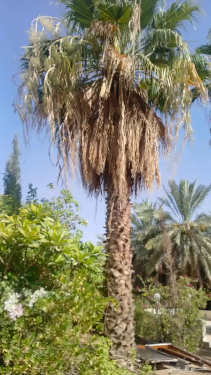 واشنطن للبيع 0