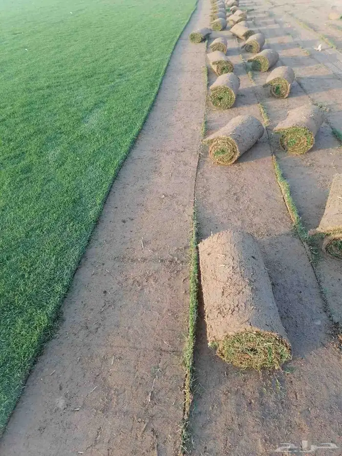 ثيل طبيعي (نجيله) 5